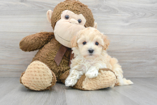 Maltipoo Puppy for Adoption