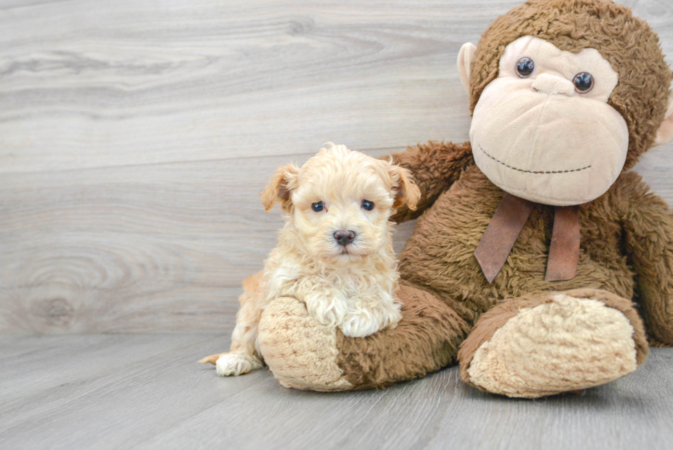 Maltipoo Pup Being Cute