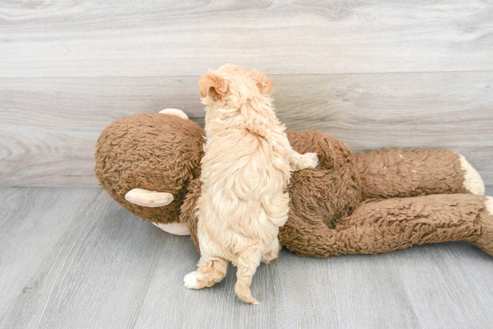 Adorable Maltepoo Poodle Mix Puppy