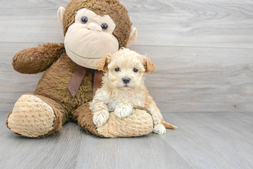 Energetic Maltepoo Poodle Mix Puppy