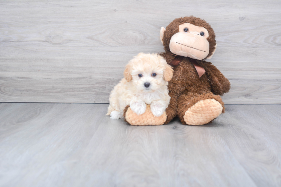 Best Maltipoo Baby