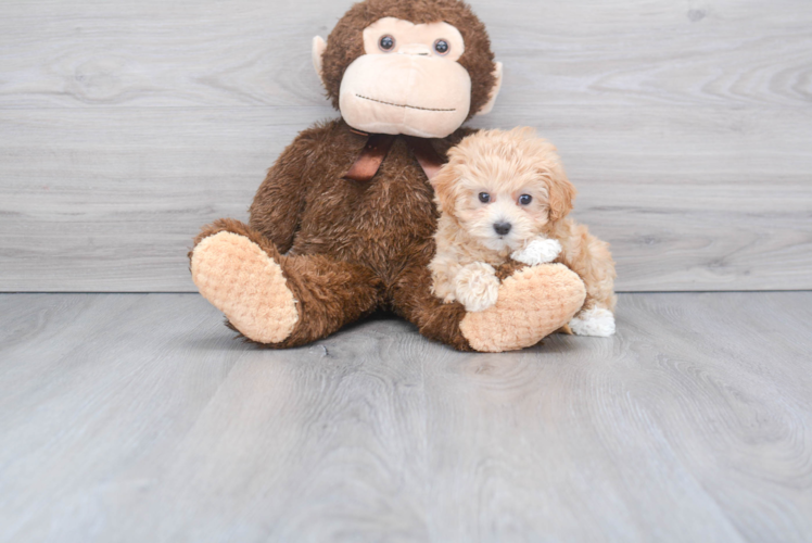 Maltipoo Pup Being Cute