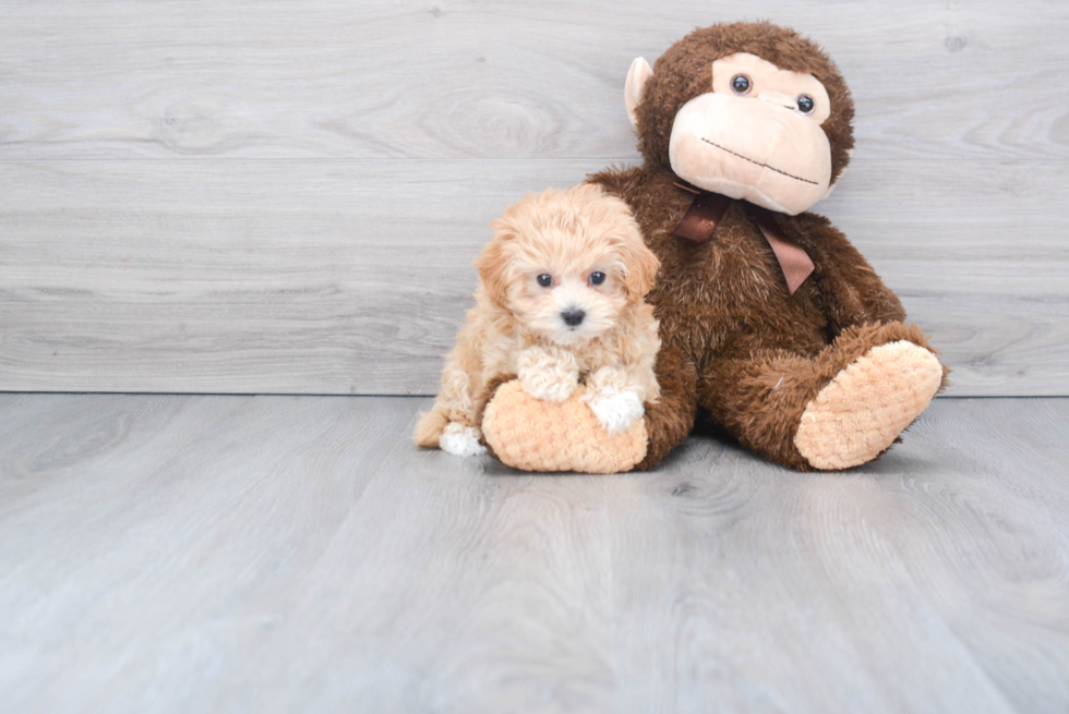 Energetic Maltepoo Poodle Mix Puppy