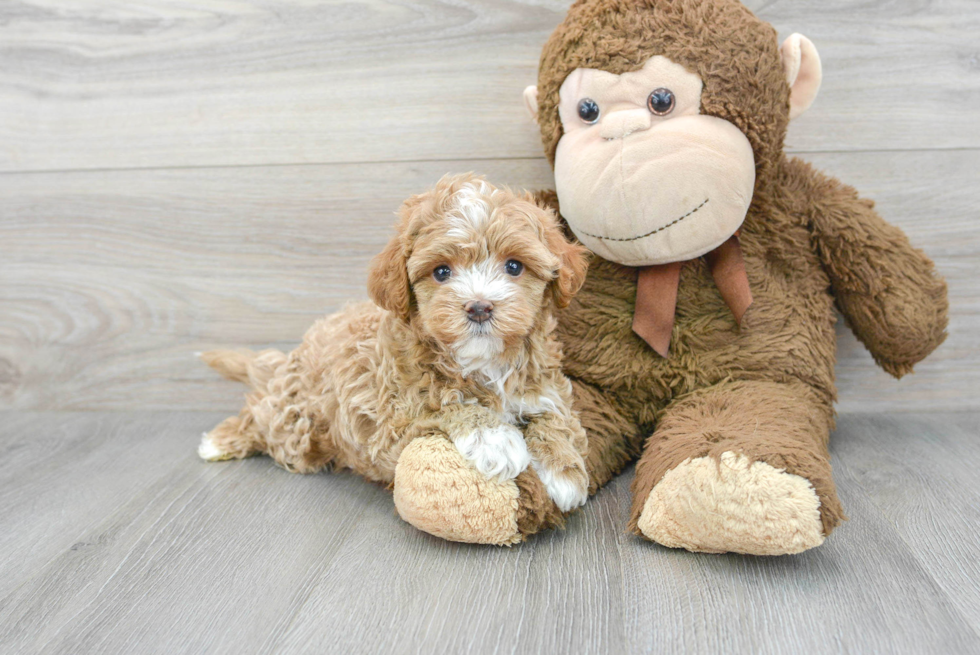 Funny Maltipoo Poodle Mix Pup