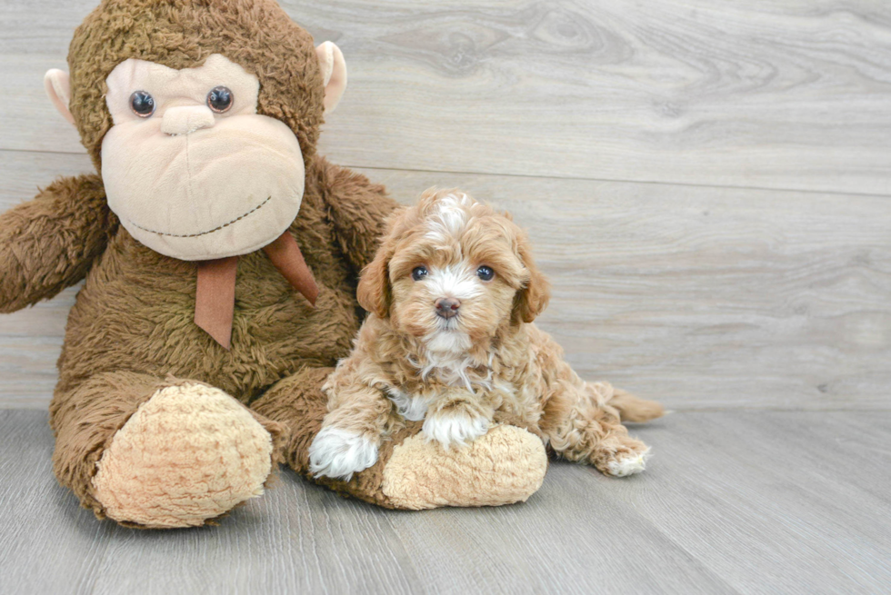 Playful Maltepoo Poodle Mix Puppy