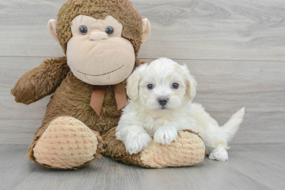 Hypoallergenic Maltese Poodle Poodle Mix Puppy