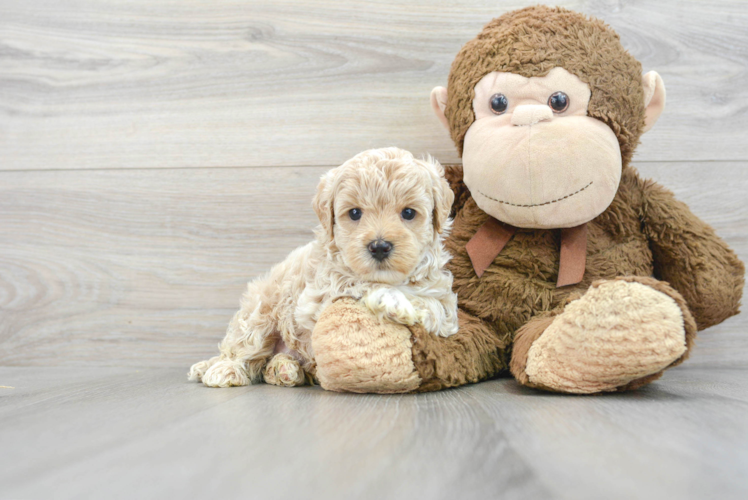 Popular Maltipoo Poodle Mix Pup