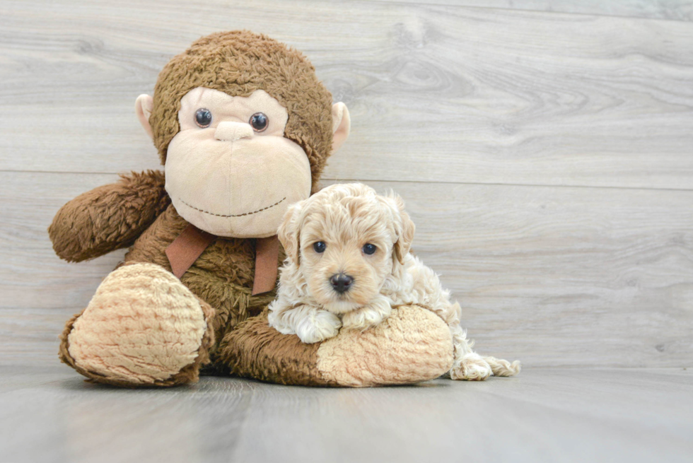 Maltipoo Pup Being Cute