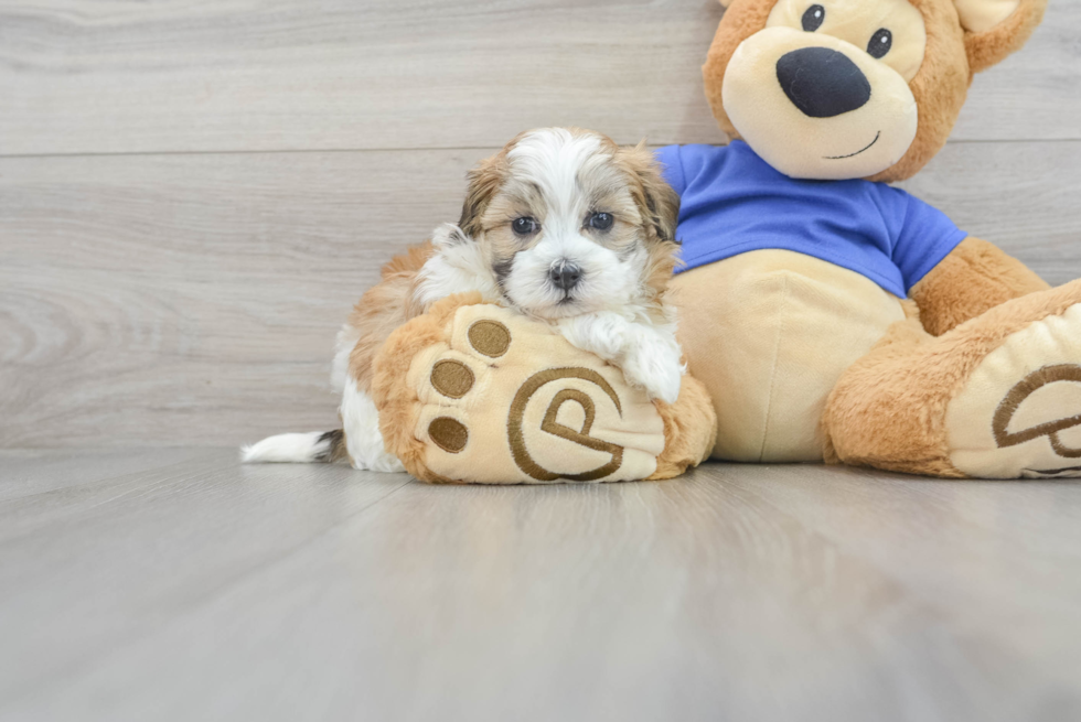 Maltipoo Pup Being Cute