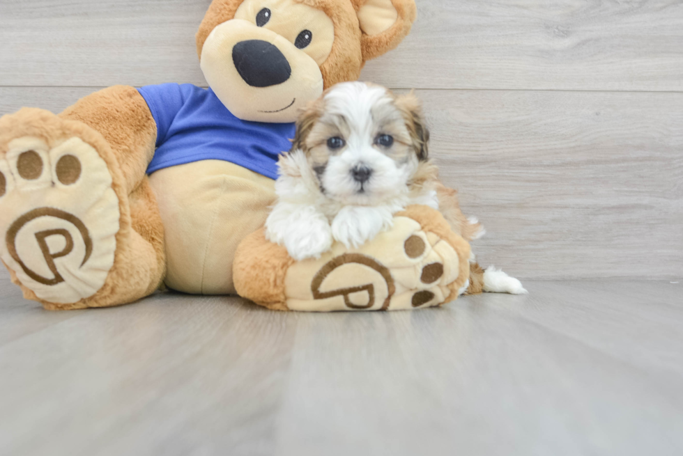 Cute Maltipoo Baby