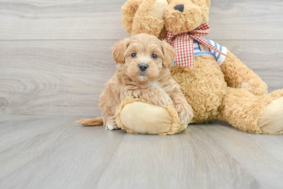 Happy Maltipoo Baby