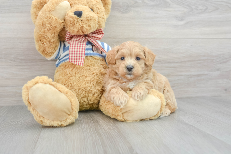 Funny Maltipoo Poodle Mix Pup