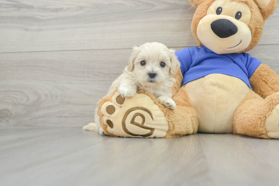 Playful Maltepoo Poodle Mix Puppy