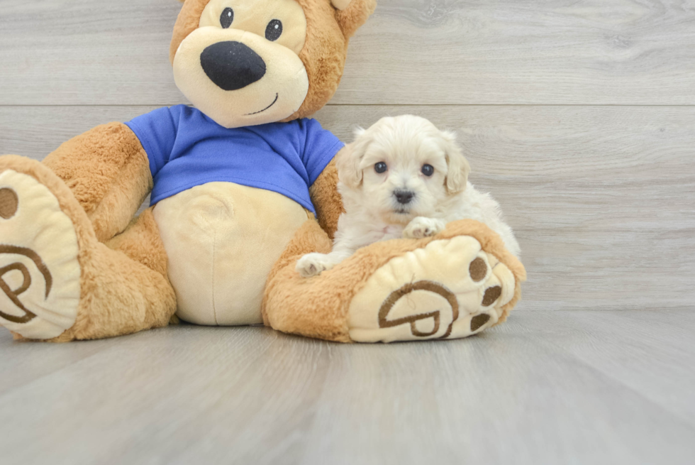 Popular Maltipoo Poodle Mix Pup