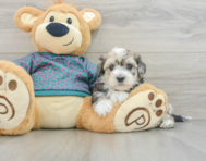 8 week old Maltipoo Puppy For Sale - Premier Pups