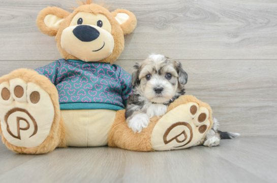 Maltipoo Pup Being Cute