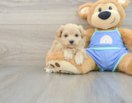 7 week old Maltipoo Puppy For Sale - Premier Pups