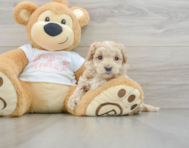 8 week old Maltipoo Puppy For Sale - Premier Pups