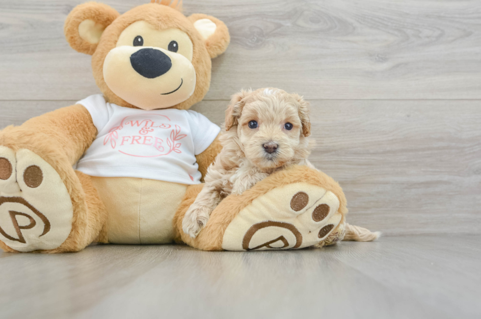 6 week old Maltipoo Puppy For Sale - Premier Pups