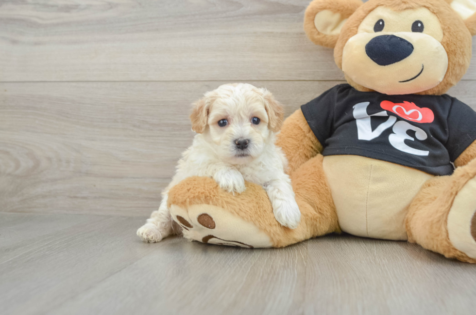 5 week old Maltipoo Puppy For Sale - Premier Pups