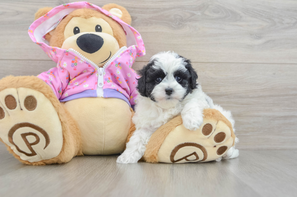 5 week old Maltipoo Puppy For Sale - Premier Pups