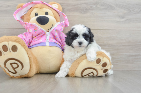 Little Maltepoo Poodle Mix Puppy