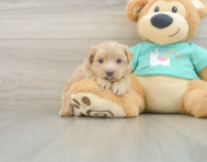 7 week old Maltipoo Puppy For Sale - Premier Pups