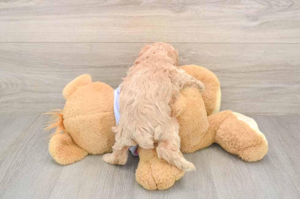 Maltipoo Pup Being Cute