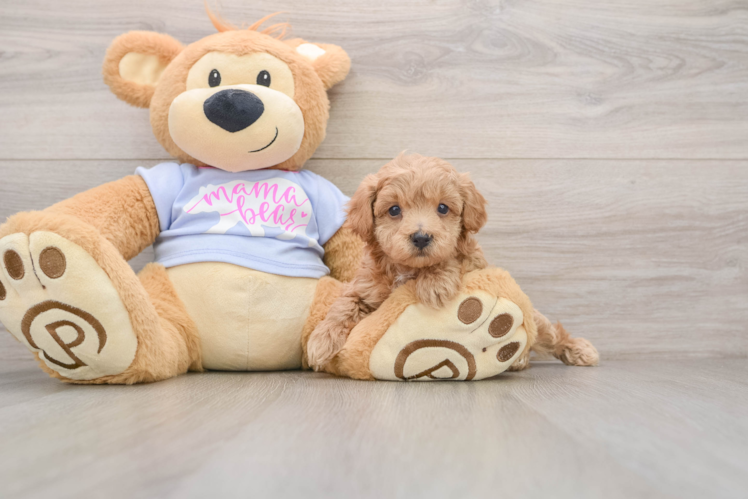 Smart Maltipoo Poodle Mix Pup