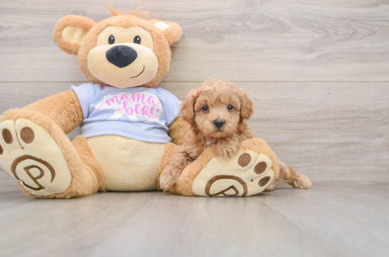 Smart Maltipoo Poodle Mix Pup