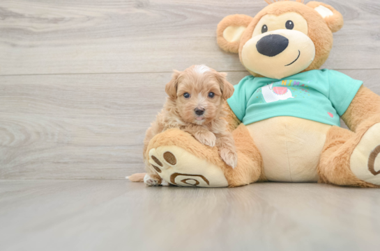 Popular Maltipoo Poodle Mix Pup