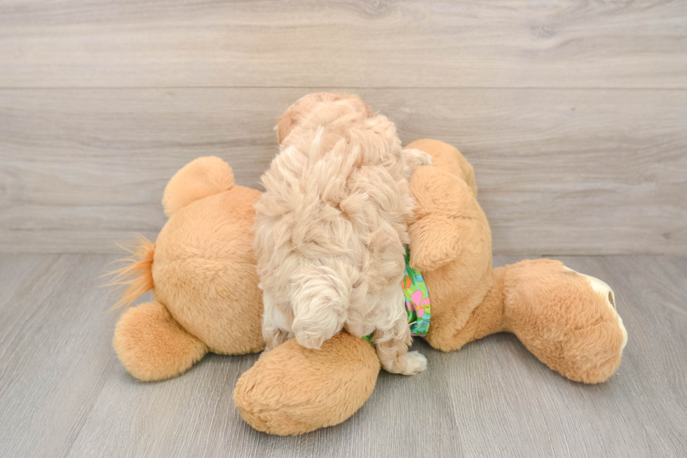 Best Maltipoo Baby