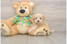 Adorable Multipoo Poodle Mix Puppy