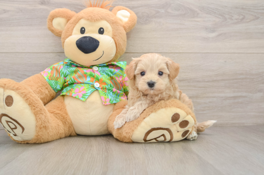 Adorable Multipoo Poodle Mix Puppy