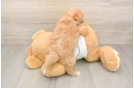 Best Maltipoo Baby