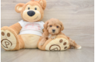Happy Maltipoo Baby