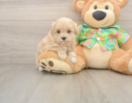 8 week old Maltipoo Puppy For Sale - Premier Pups
