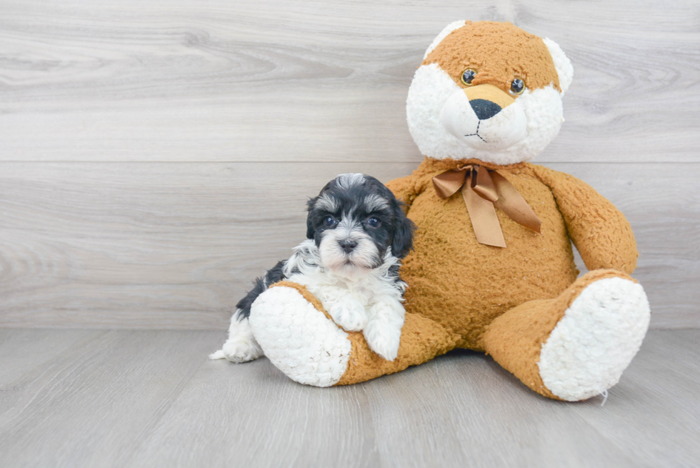 Maltipoo Puppy for Adoption