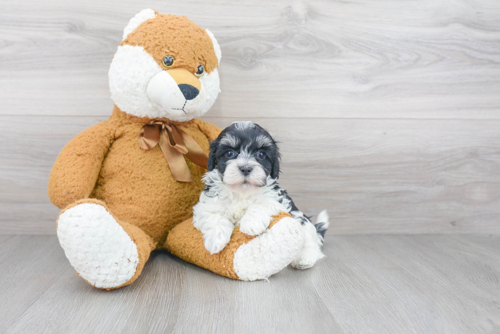 Smart Maltipoo Poodle Mix Pup