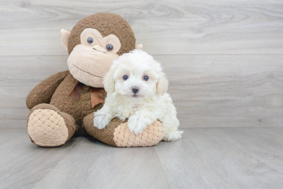 Popular Maltipoo Poodle Mix Pup