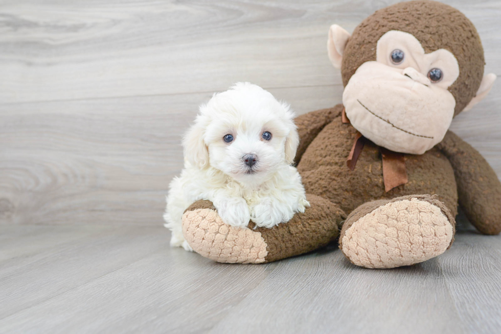 Playful Maltepoo Poodle Mix Puppy