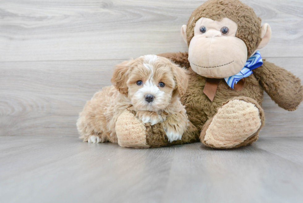 Adorable Maltese Poodle Poodle Mix Puppy