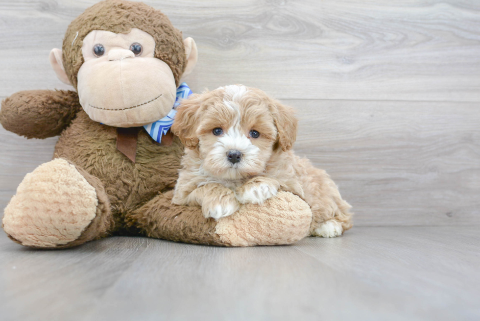 Petite Maltipoo Poodle Mix Pup