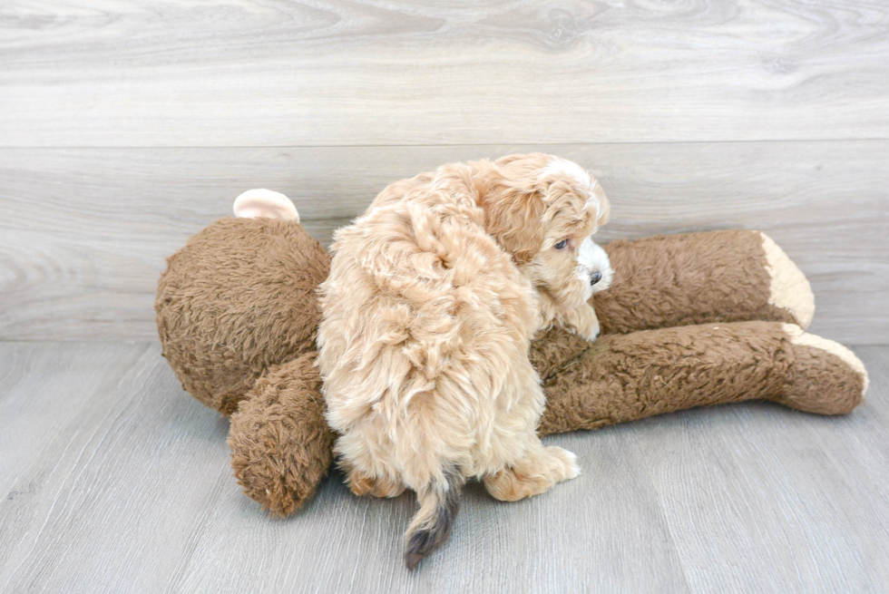 Petite Maltipoo Poodle Mix Pup