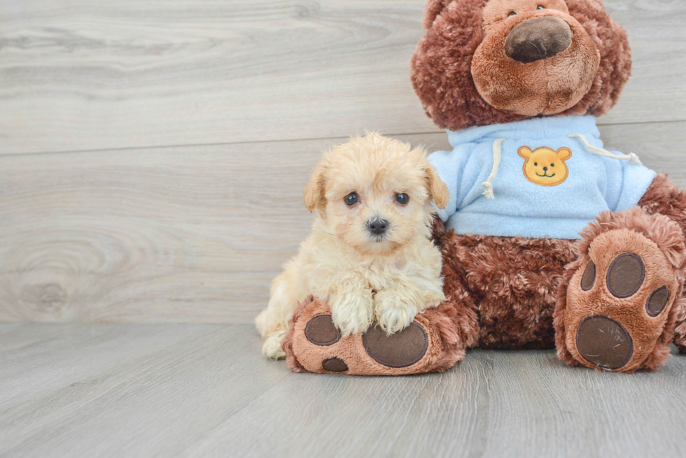 Fluffy Maltipoo Poodle Mix Pup