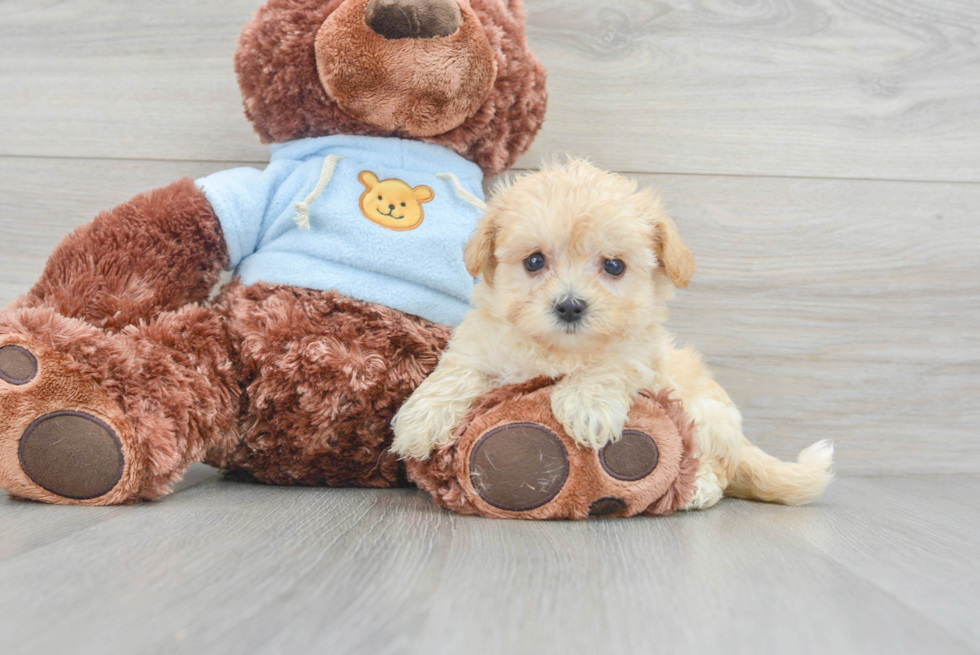 Friendly Maltipoo Baby