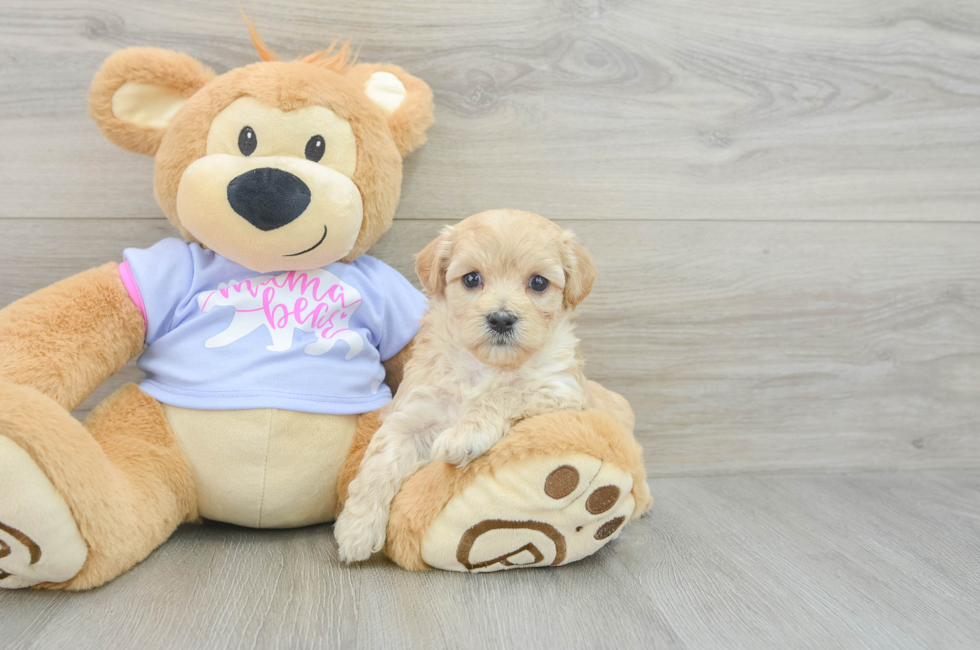 6 week old Maltipoo Puppy For Sale - Premier Pups