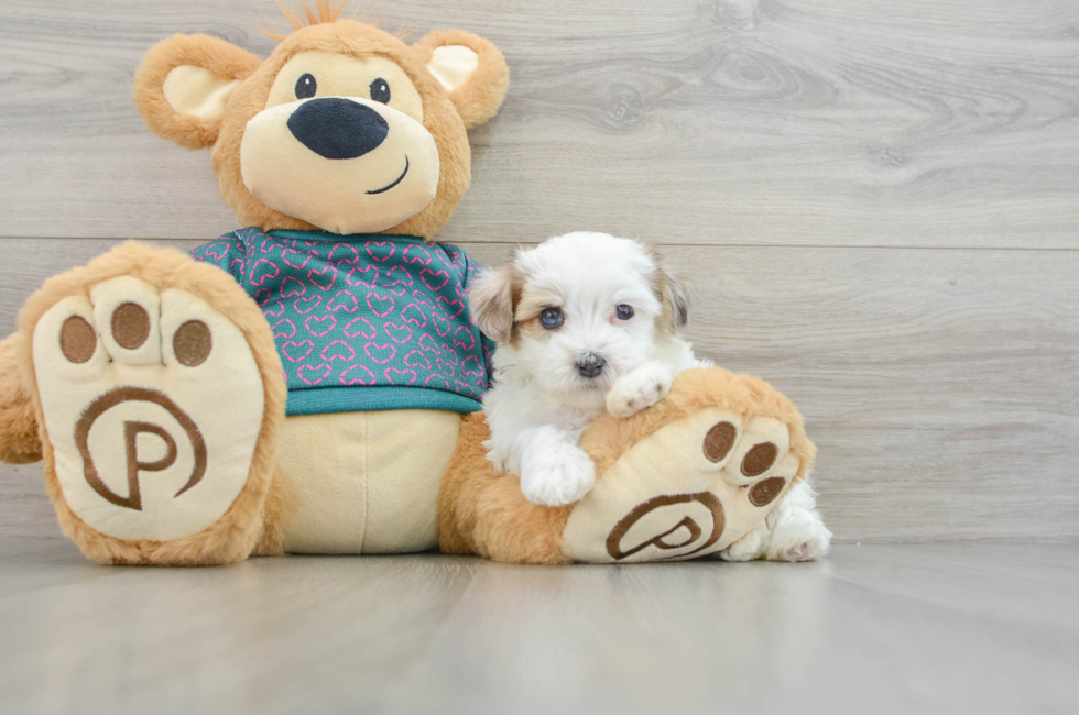 8 week old Maltipoo Puppy For Sale - Premier Pups