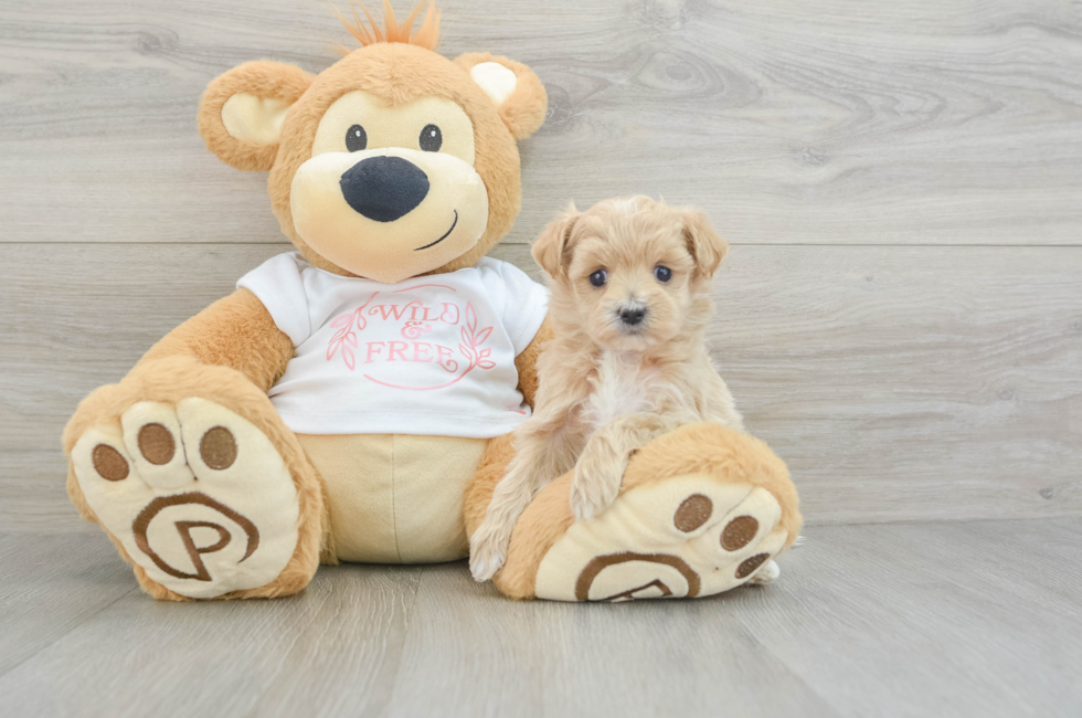 5 week old Maltipoo Puppy For Sale - Premier Pups