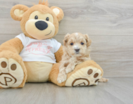 8 week old Maltipoo Puppy For Sale - Premier Pups